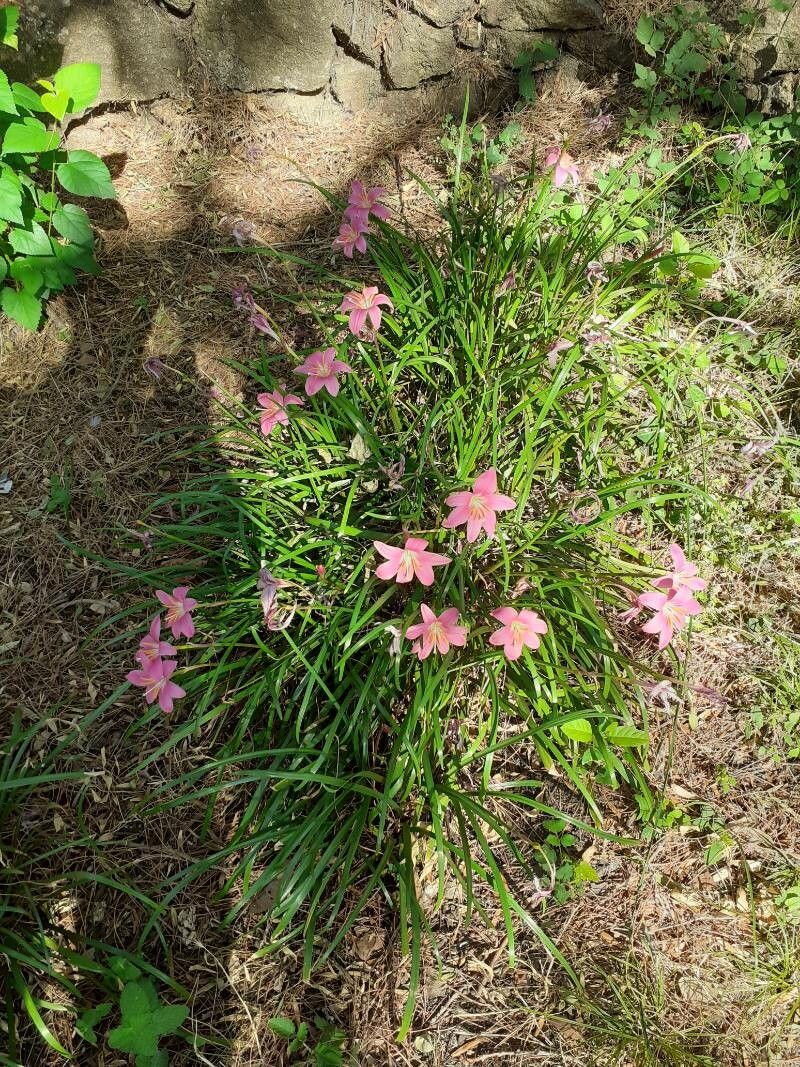 Zephyranthes Carinata habit