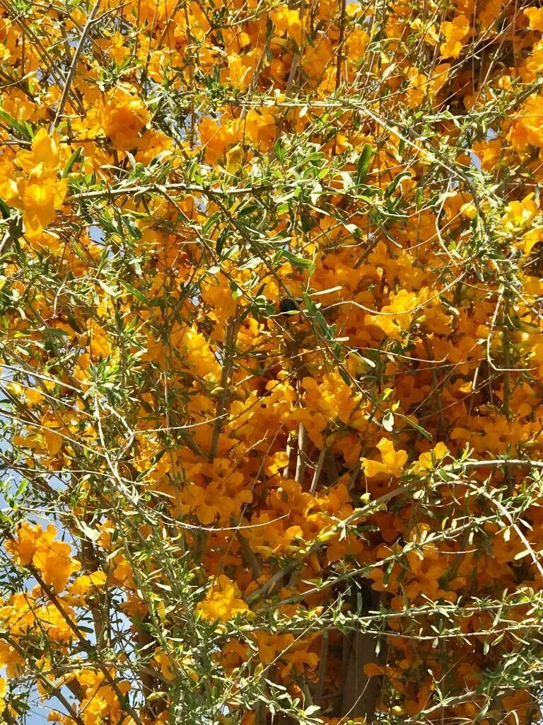 Tecomella undulata habit