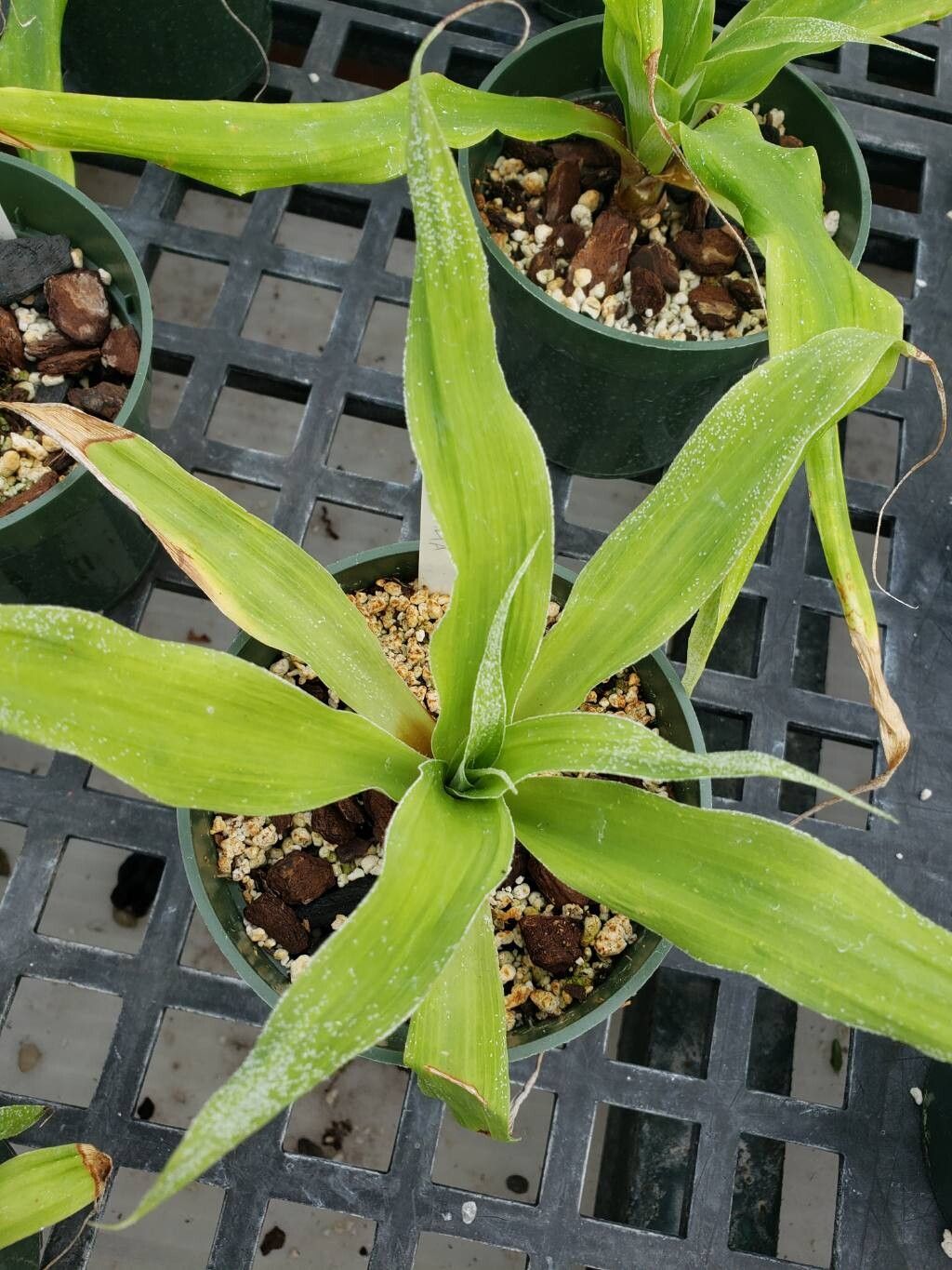 Pitcairnia orchidifolia — search result for 'Pitcairnia'