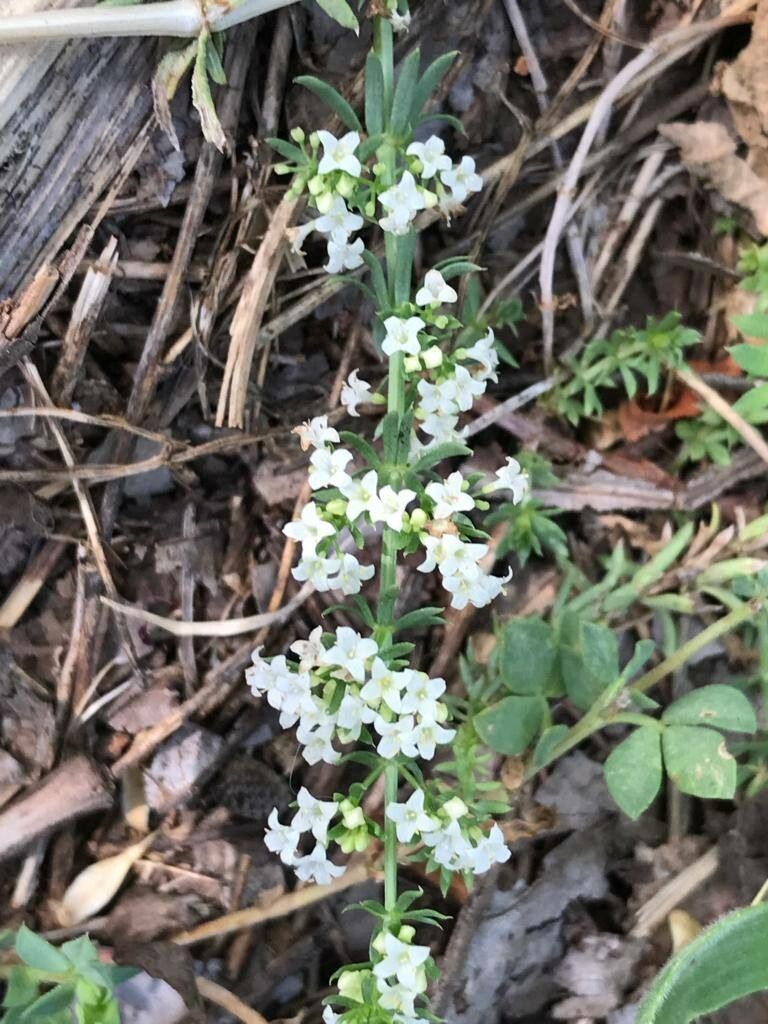 Galium humifusum flower