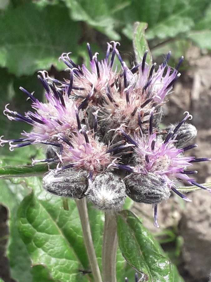 Saussurea discolor flower