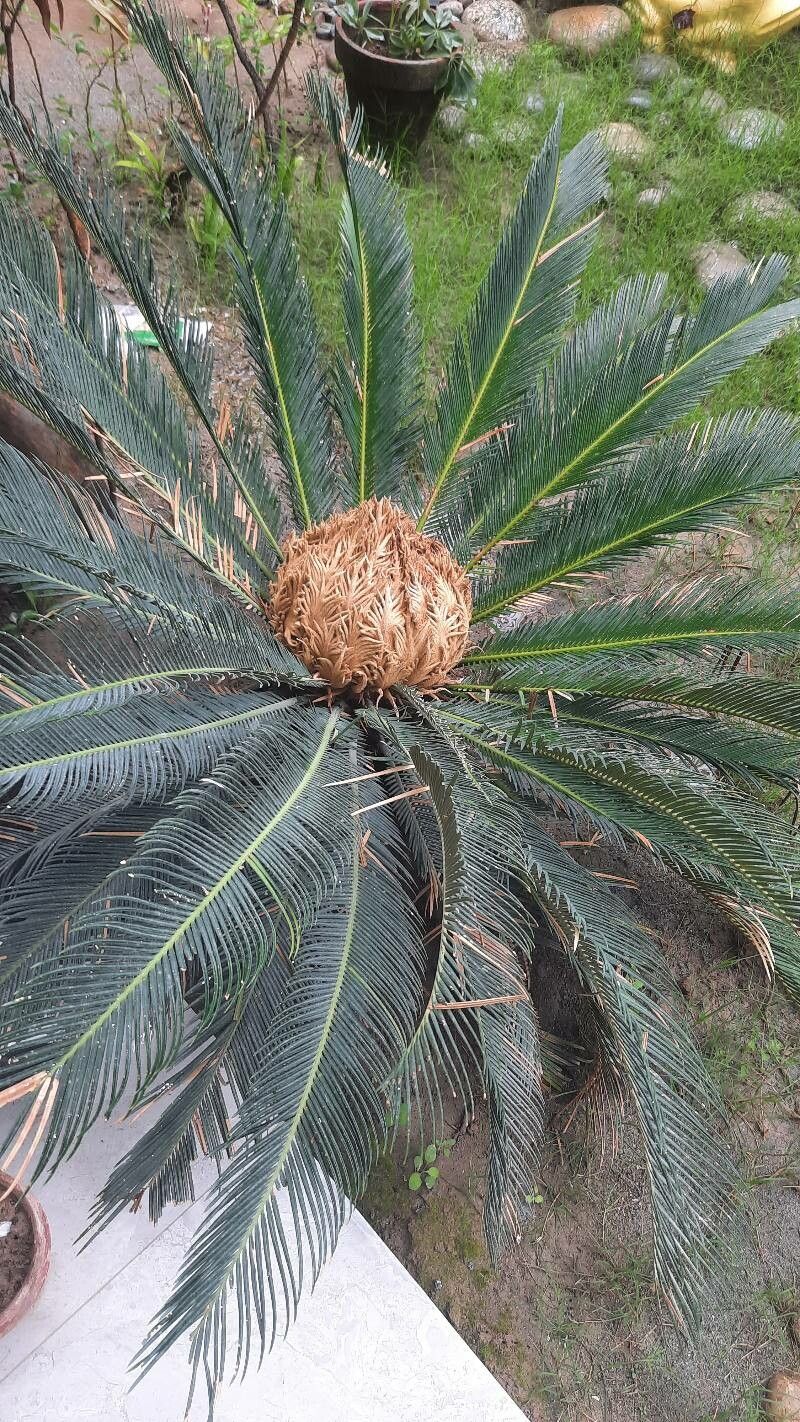 Cycas media — search result for 'Cycas'