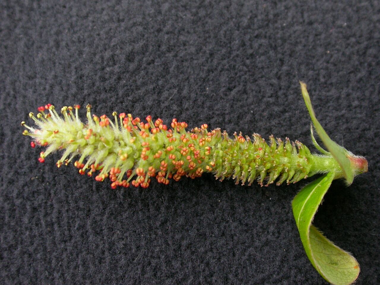 Salix obscura habit