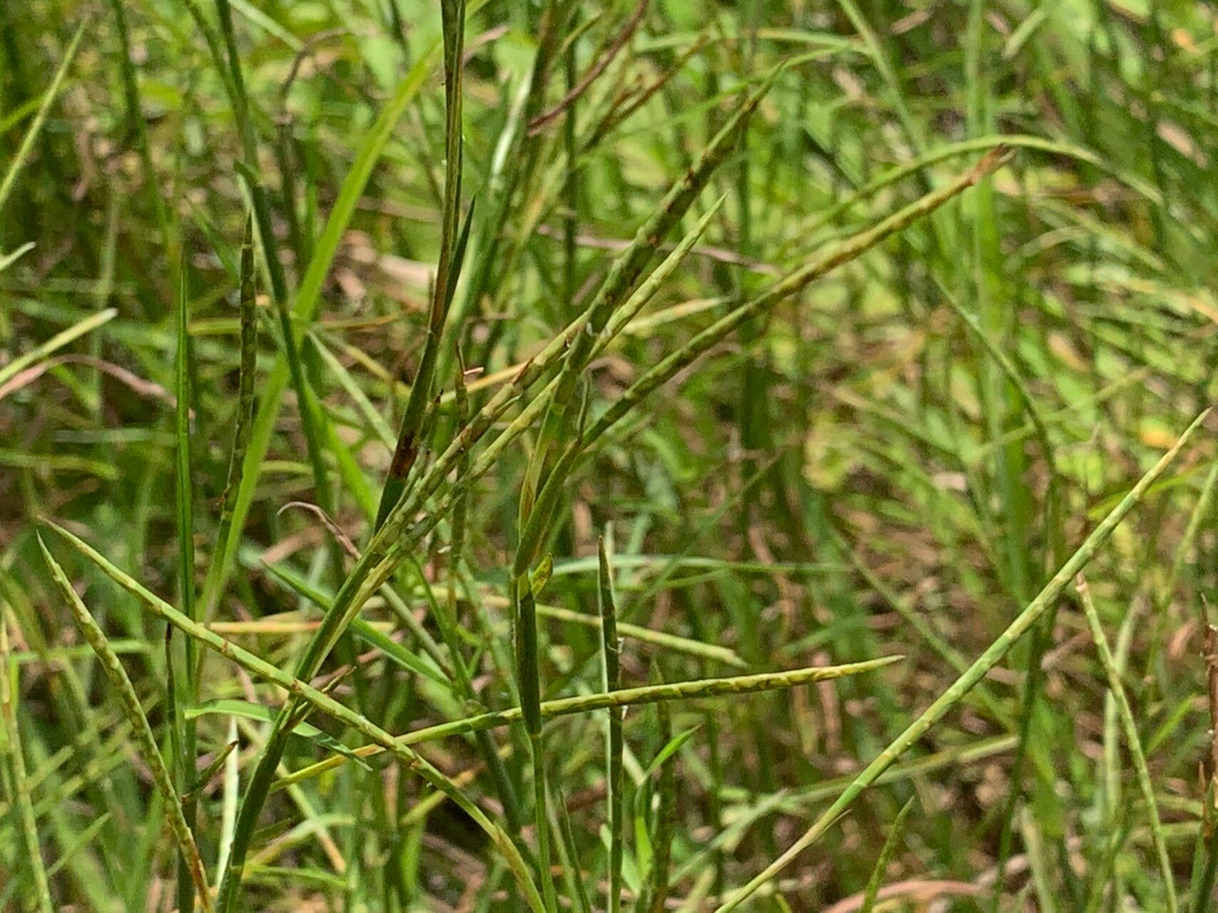 Hemarthria compressa habit