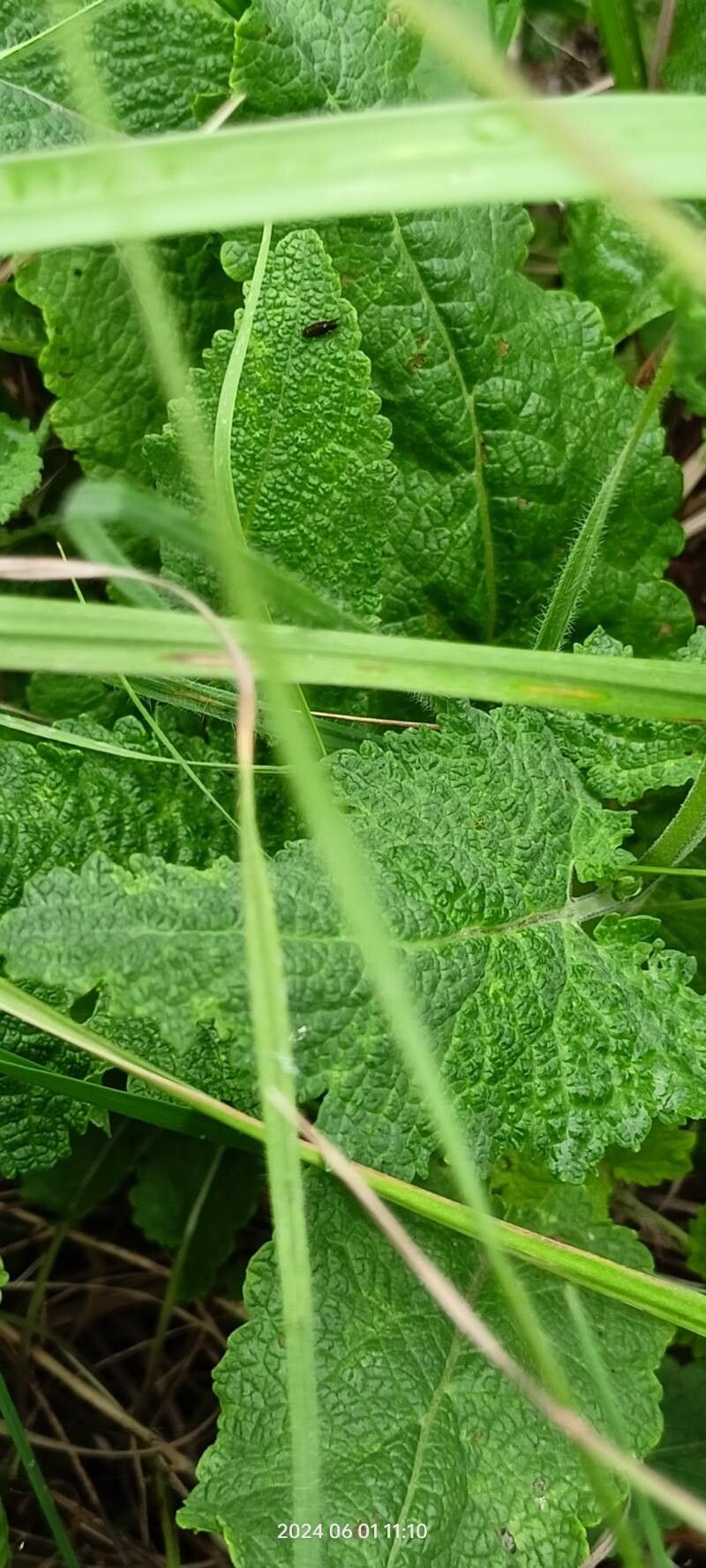 Salvia dumetorum leaf