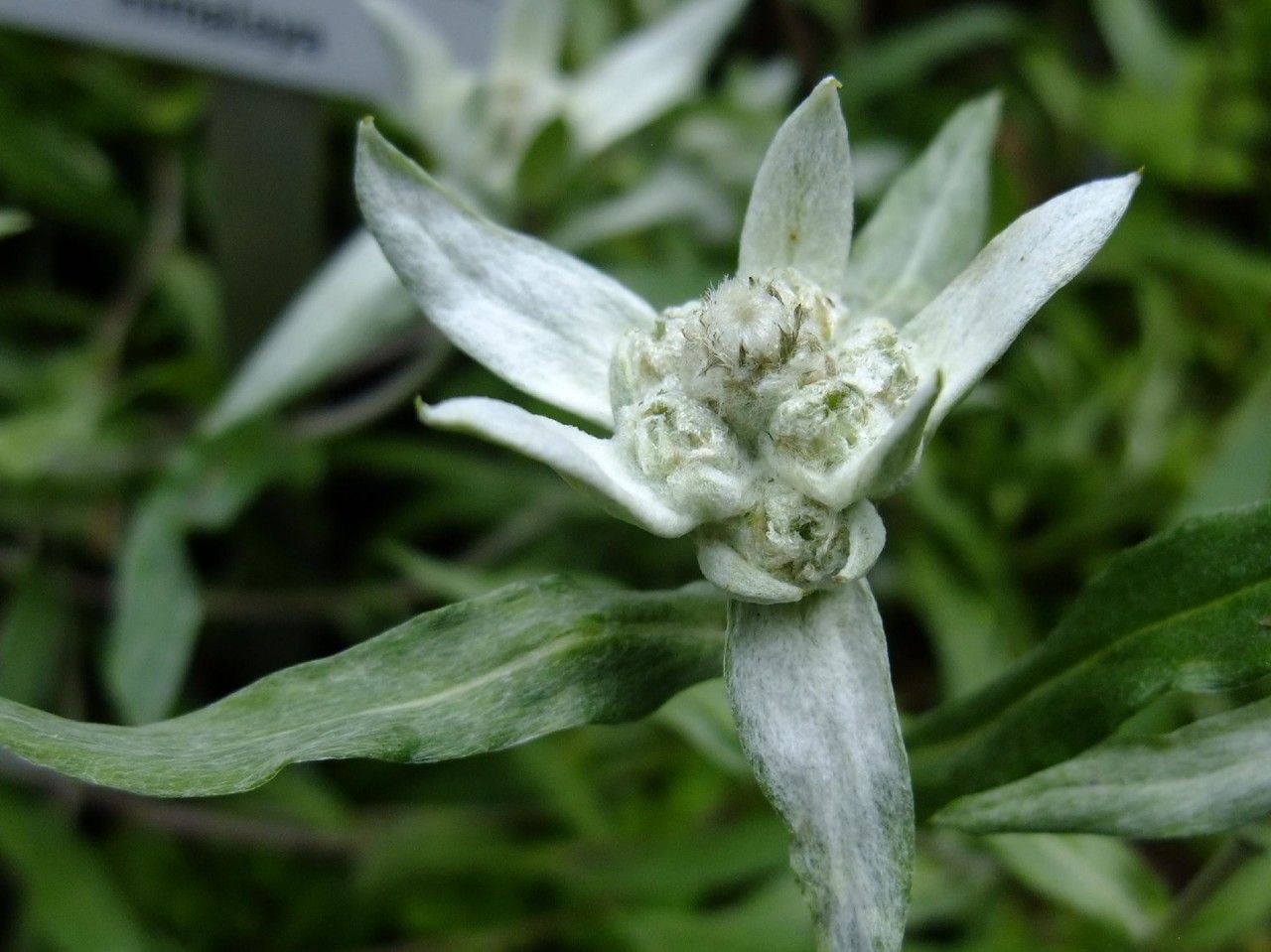 Leontopodium jacotianum flower