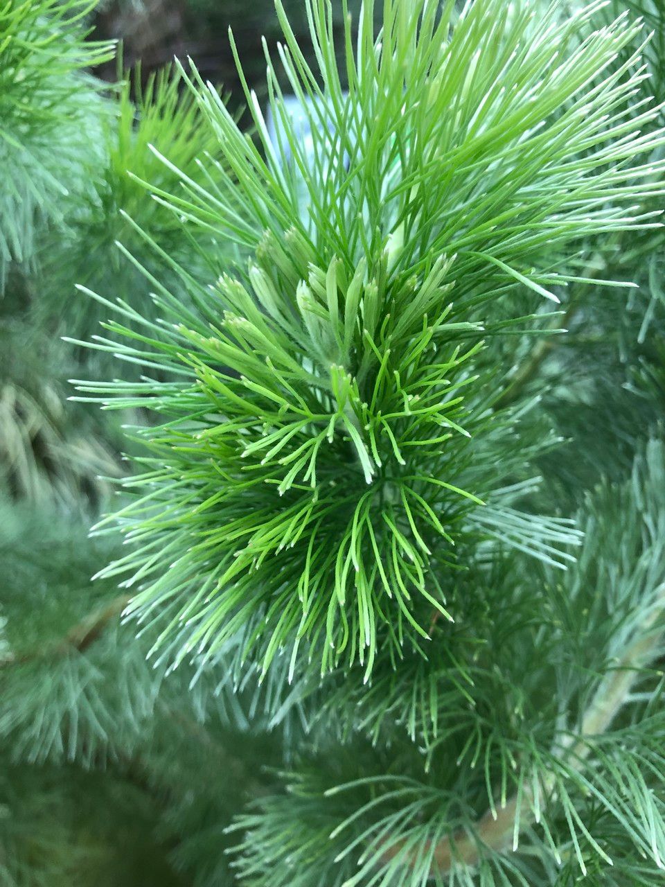 Adenanthos sericeus fruit