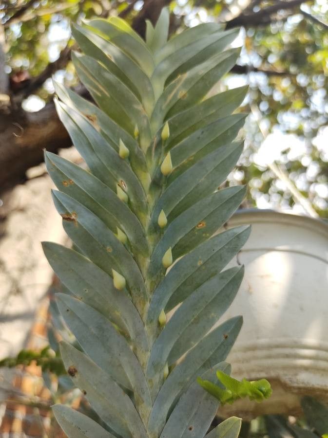 Dichaea glauca — houseplant care guide