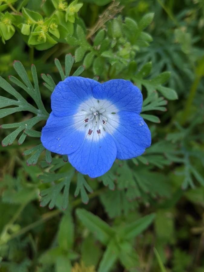 Nemophila menziezii flower