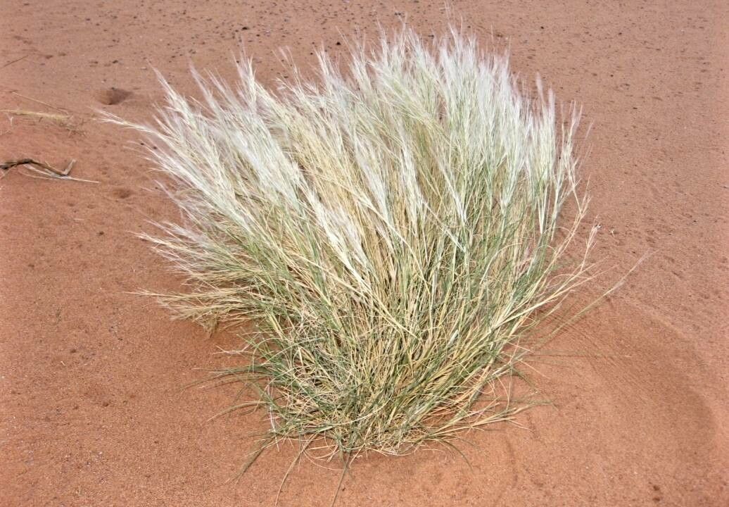 Eragrostis racemosa — search result for 'Eragrostis'