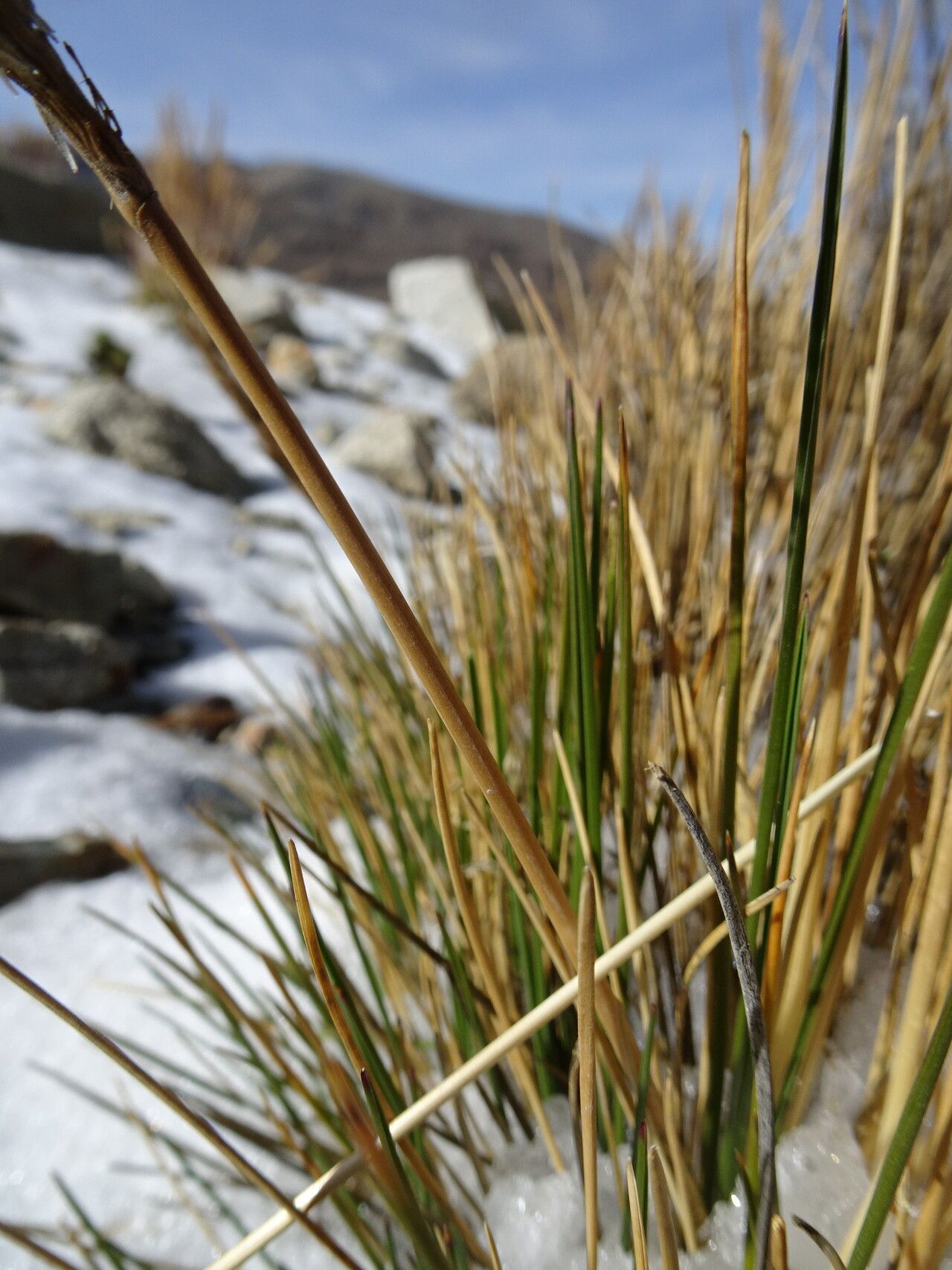 Cinnagrostis nitidula — houseplant care guide