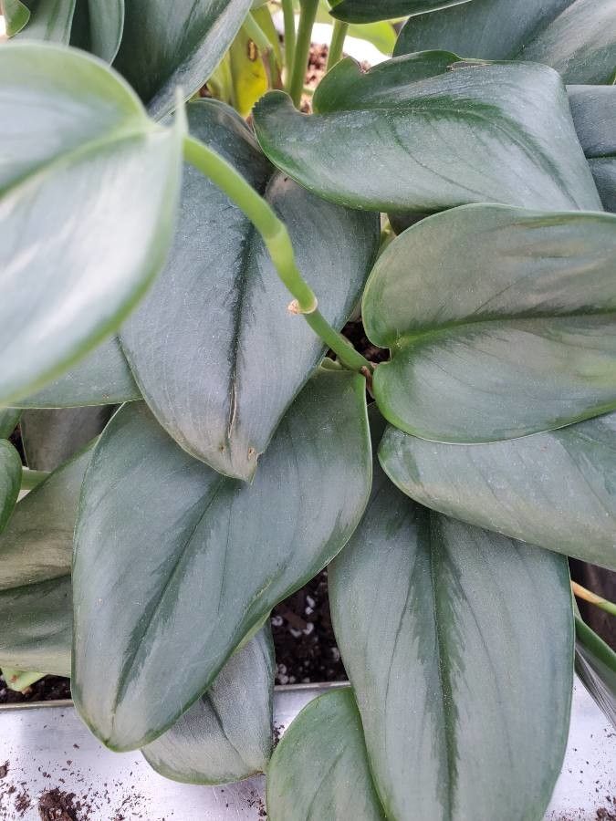 Scindapsus treubii leaf