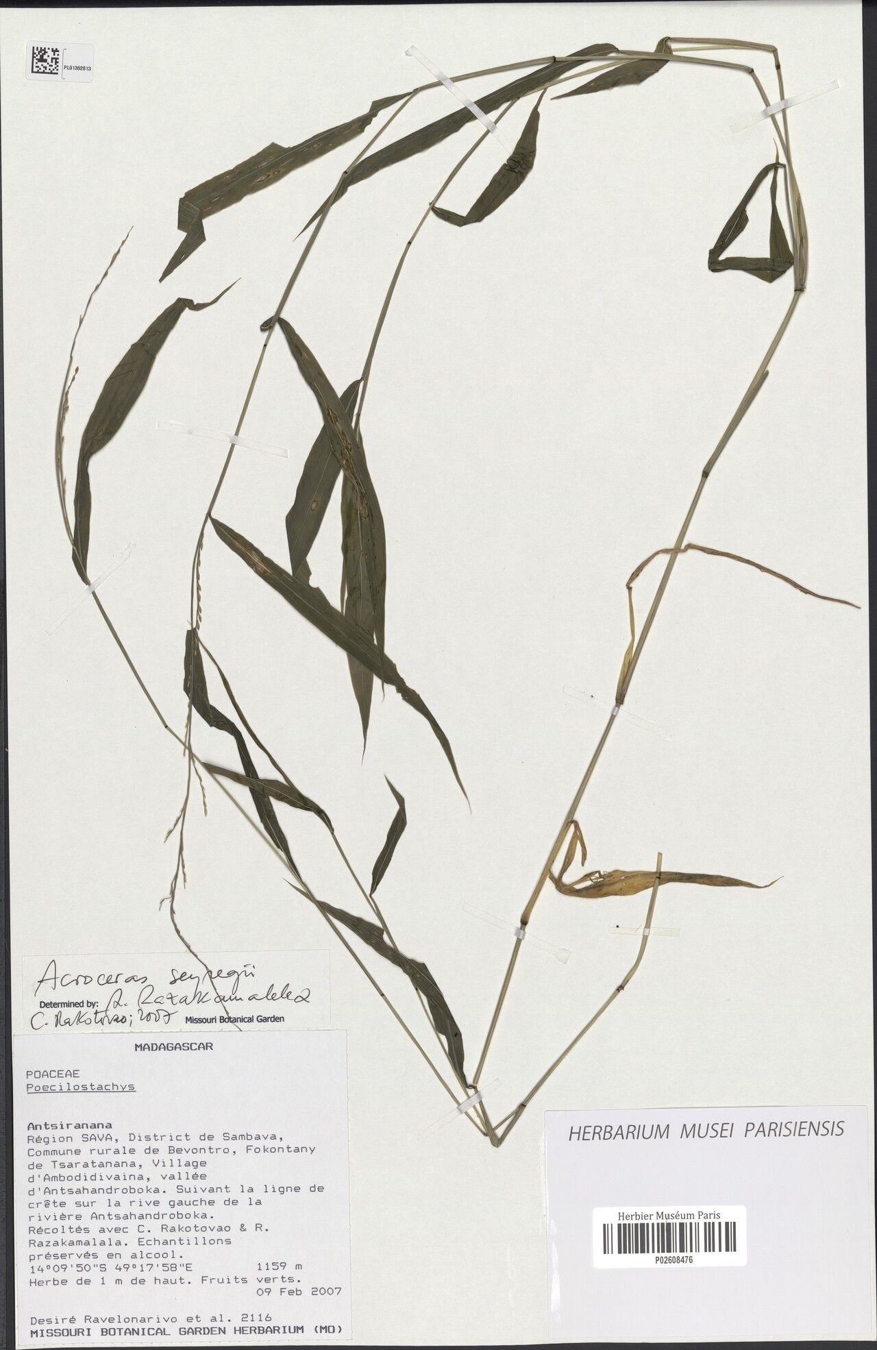 Acroceras seyrigii — houseplant care guide