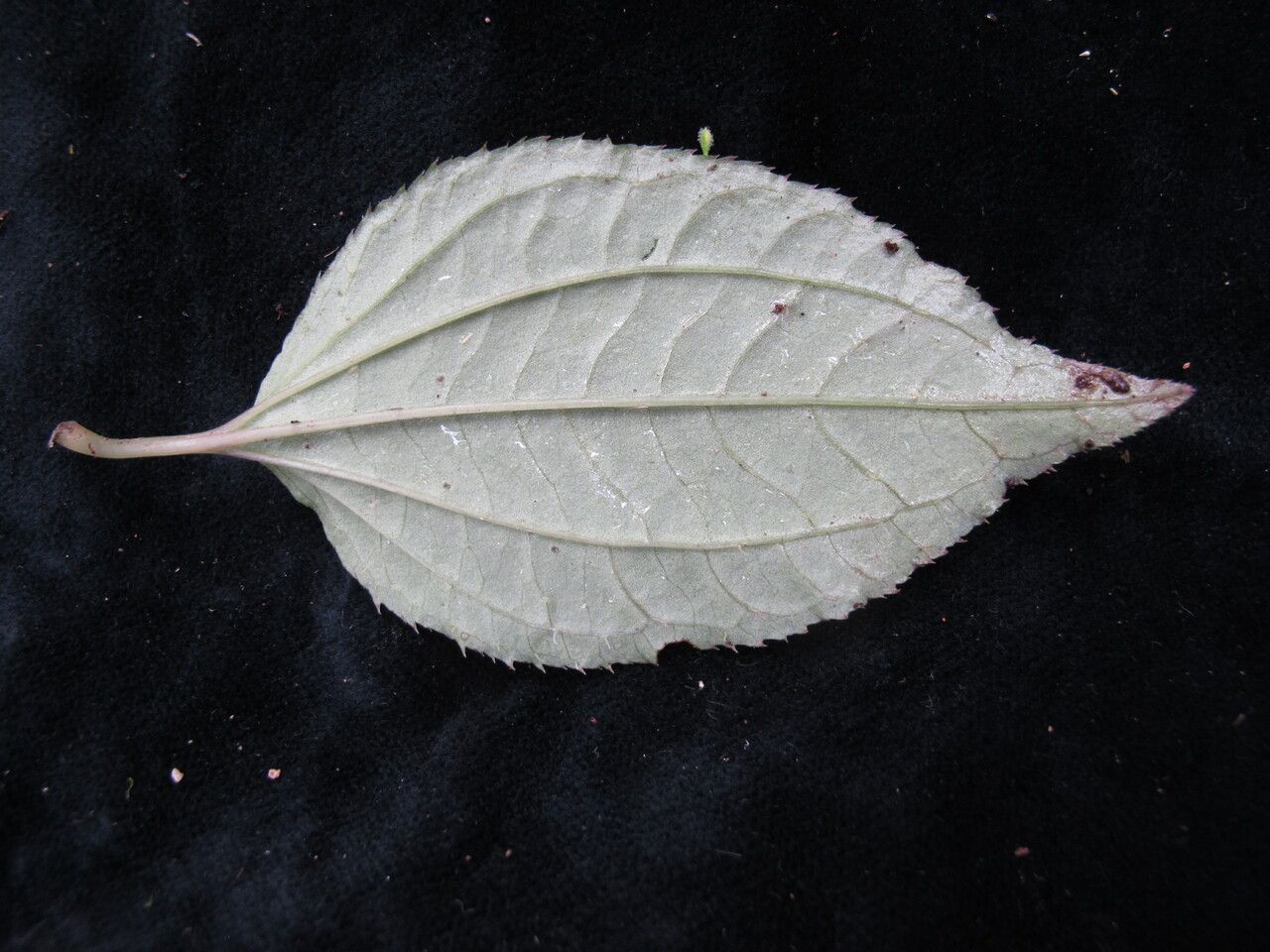 Sarcopyramis napalensis — houseplant care guide