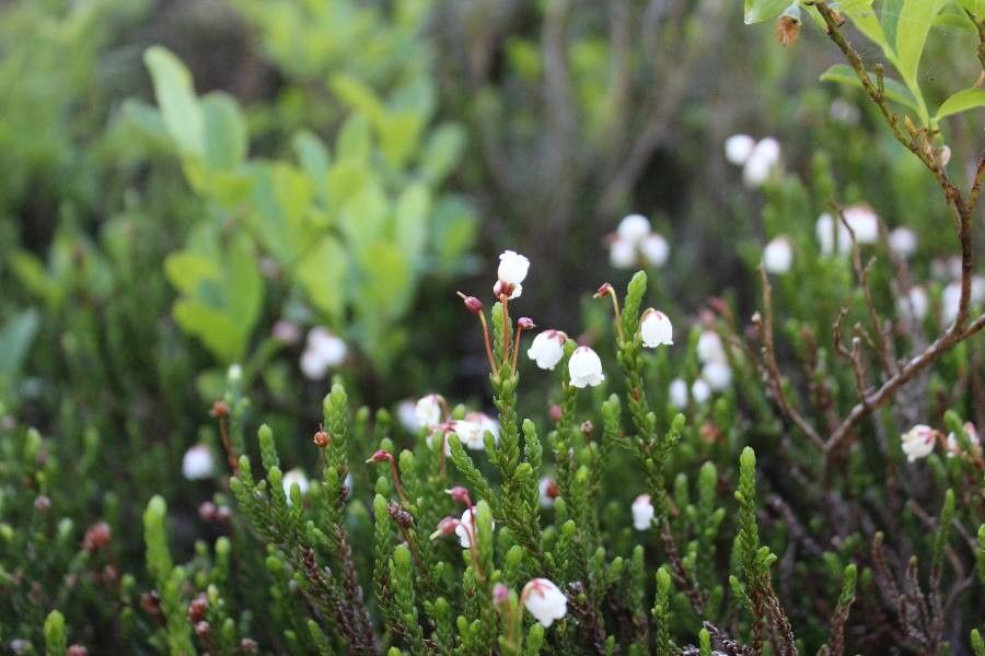 Cassiope mertensiana flower