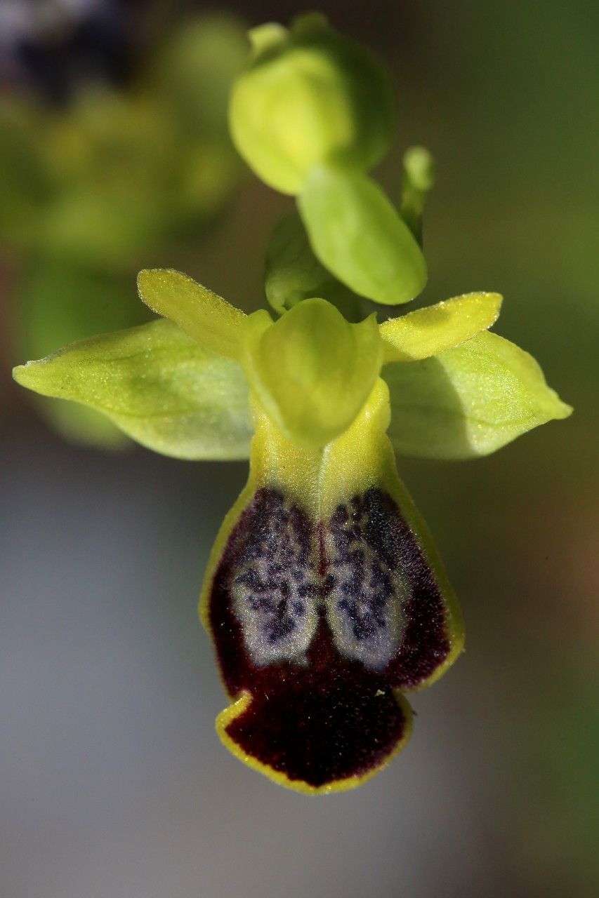 Ophrys peraiolae flower