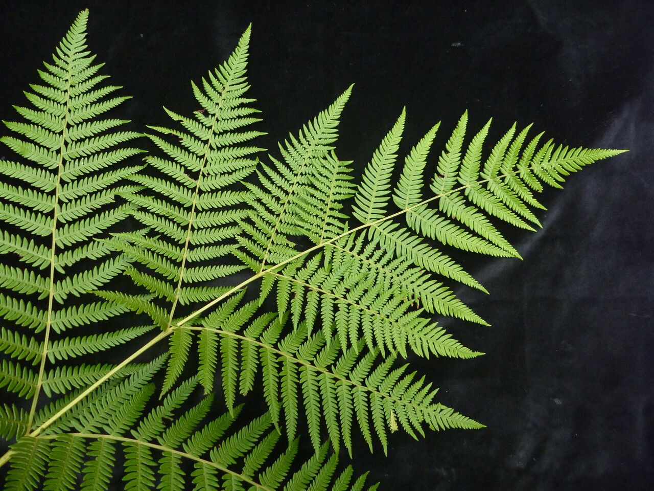 Pteridium revolutum leaf