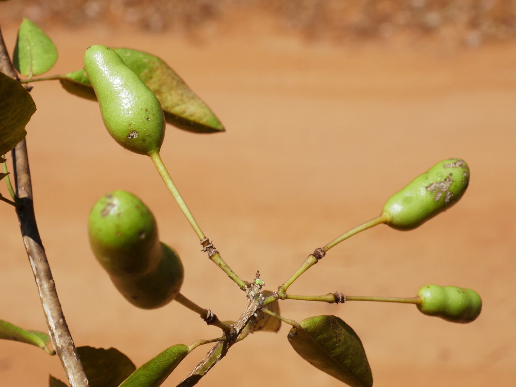 Maerua cylindrocarpa fruit