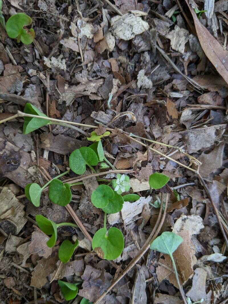 Dichondra carolinensis flower
