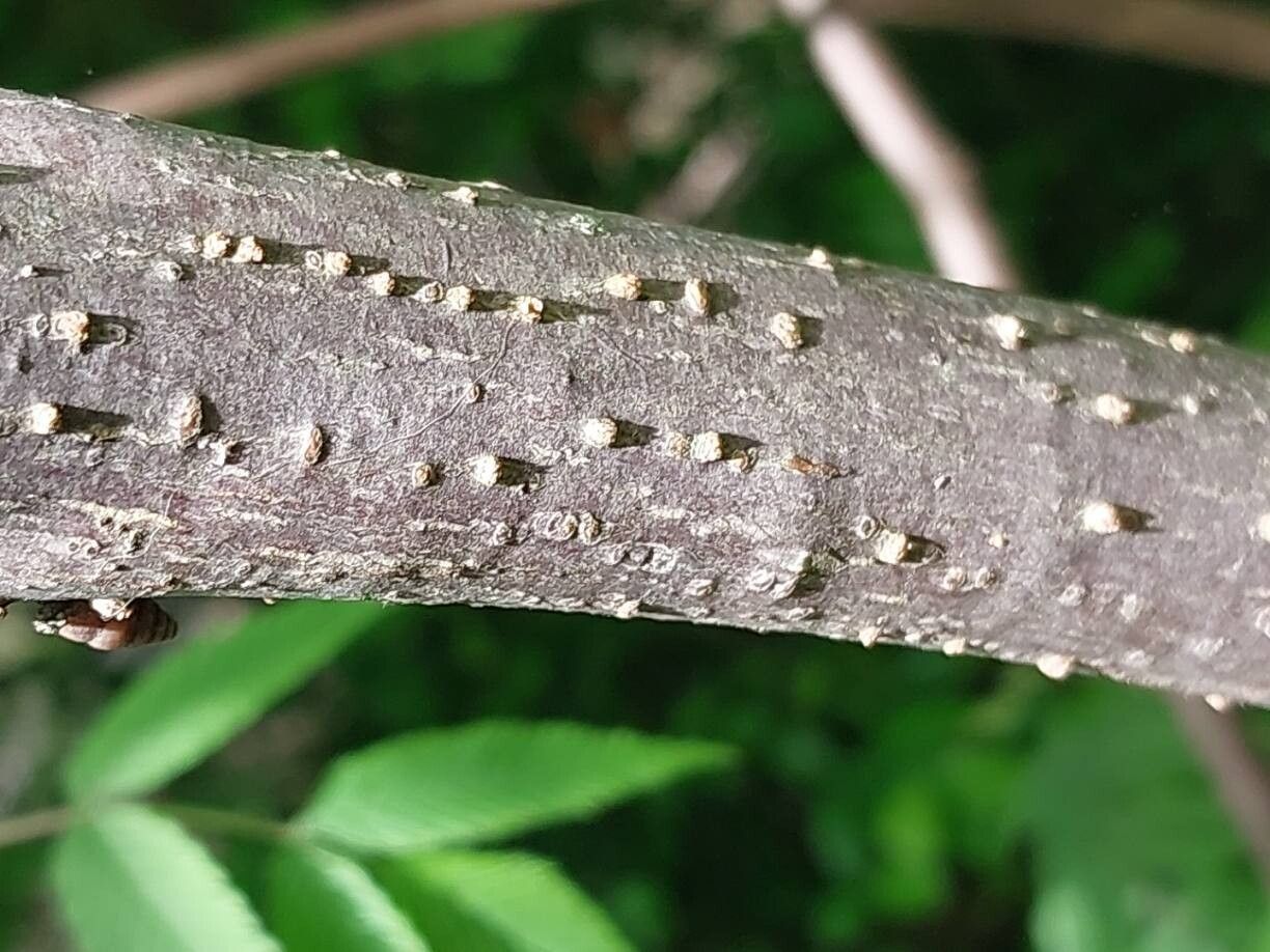 Sorbaria tomentosa bark