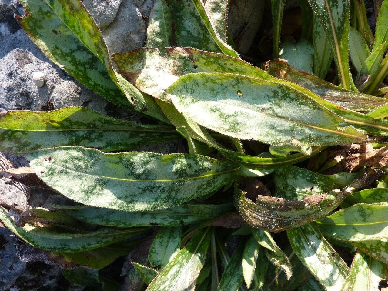 Pulmonaria longifolia — cold hardy houseplant