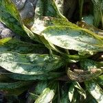 Pulmonaria longifolia