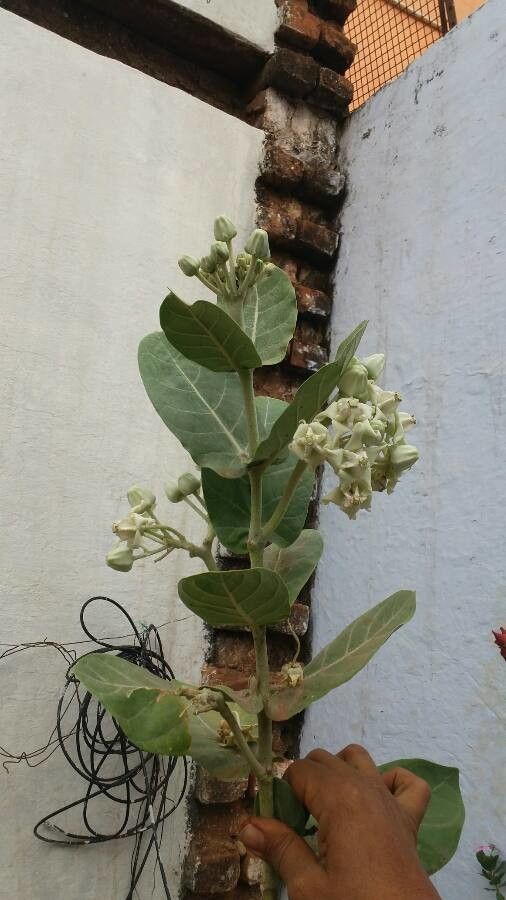 Calotropis gigantea fruit