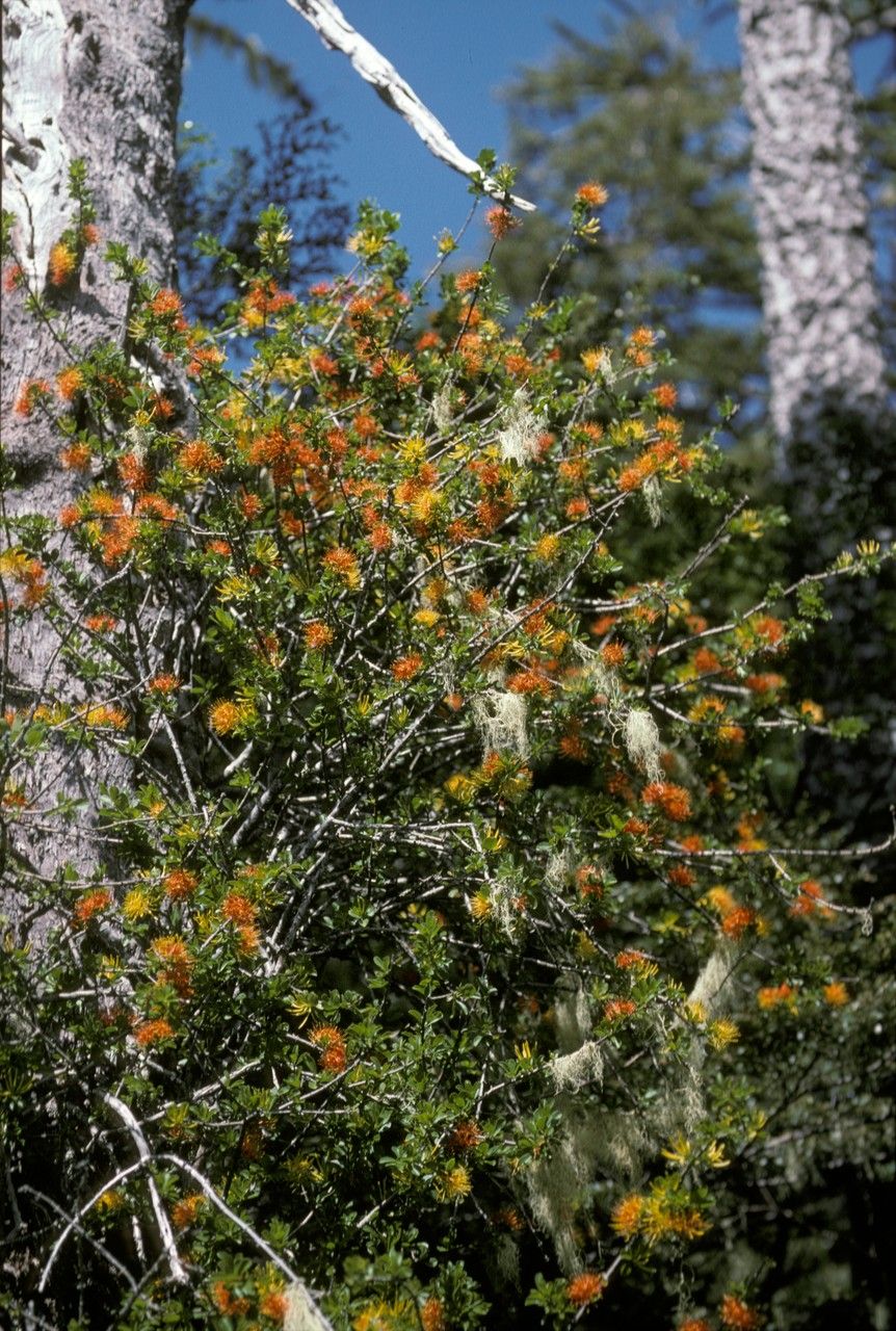 Desmaria mutabilis habit