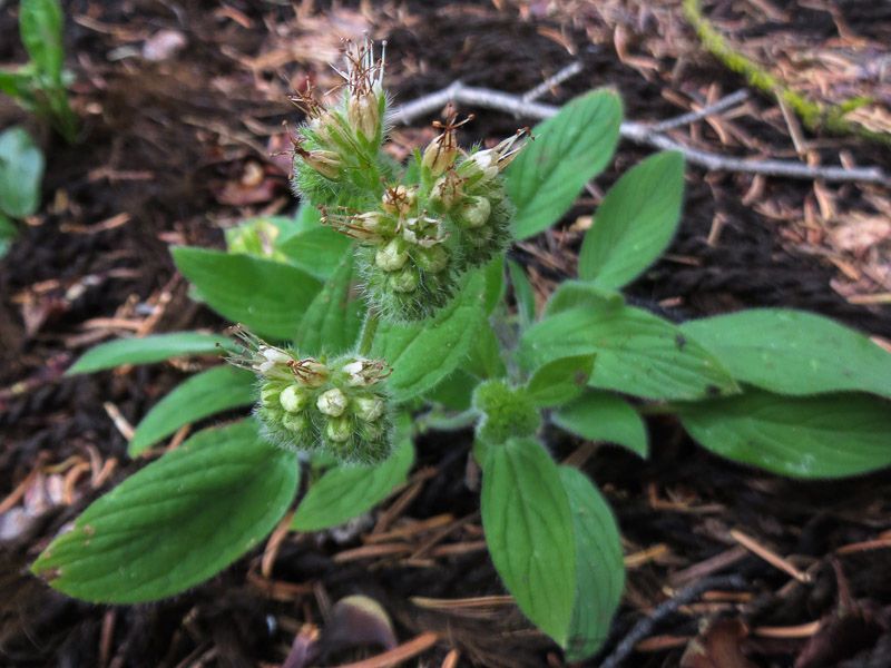 Phacelia mutabilis habit
