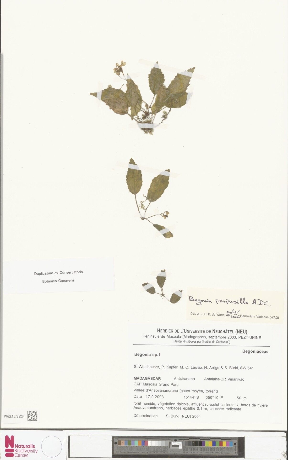 Begonia perpusilla — houseplant care guide
