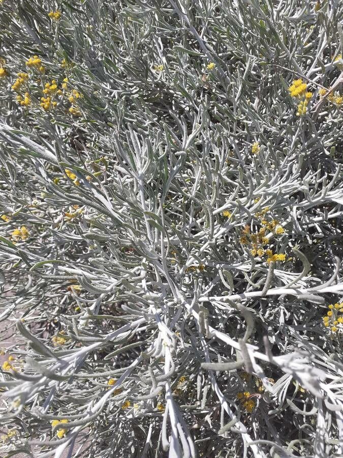 Cneorum pulverulentum leaf