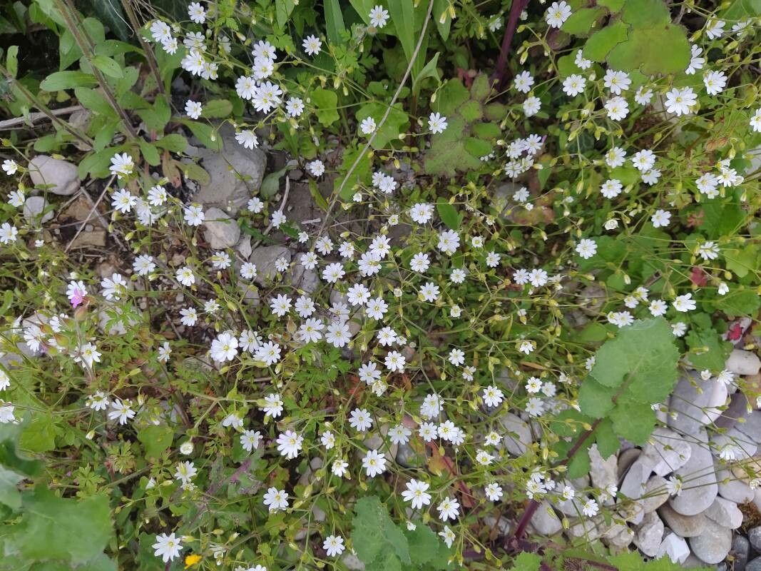 Cerastium dubium habit