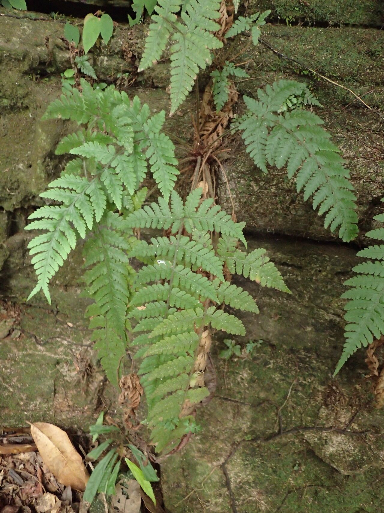 Parapolystichum barterianum habit