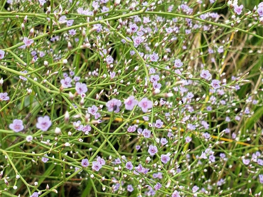 Limonium carolinianum flower