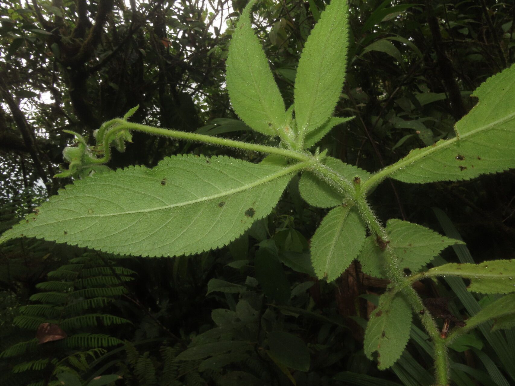 Kohleria tigridia leaf