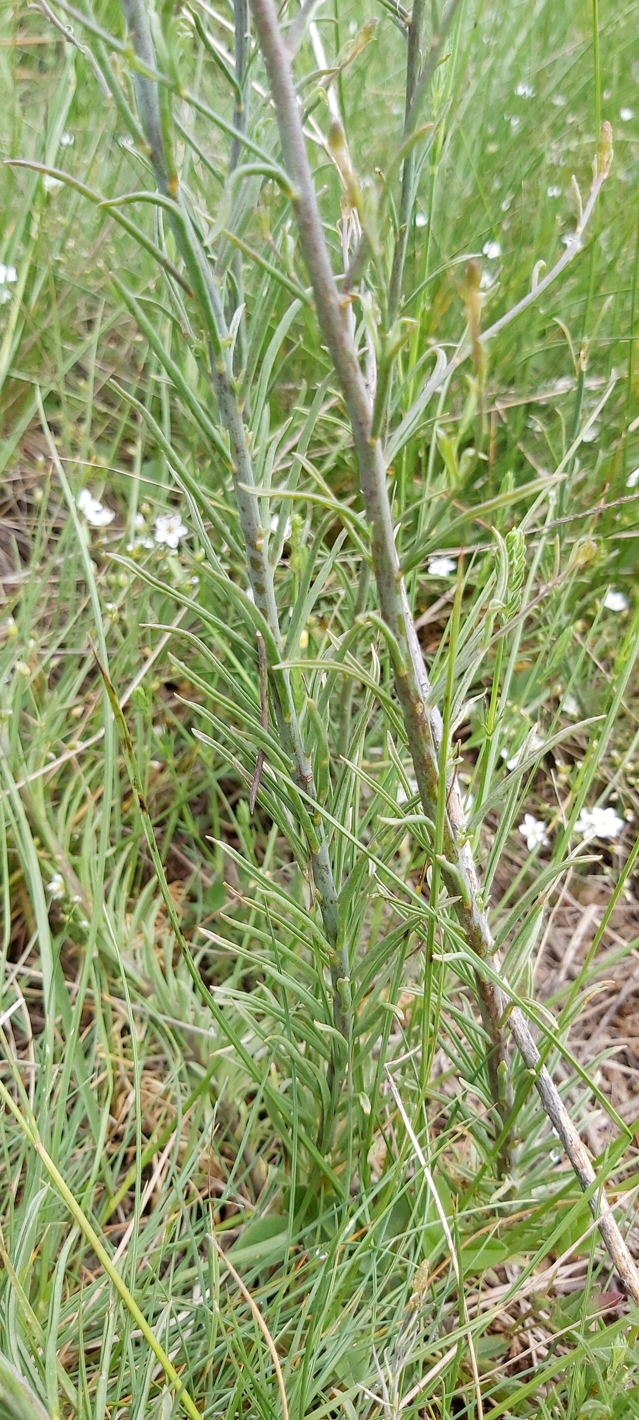 Linaria peloponnesiaca — search result for 'Linaria'