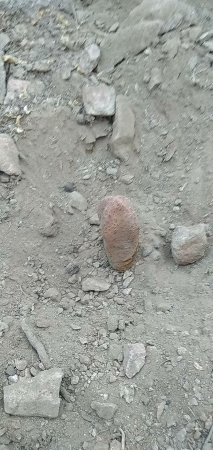 Euphorbia abdelkuri leaf