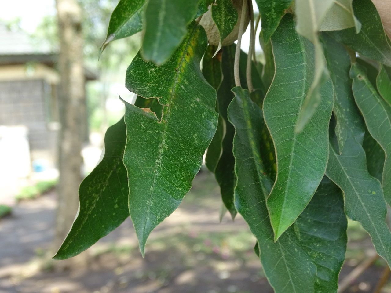 Croton megalocarpus leaf