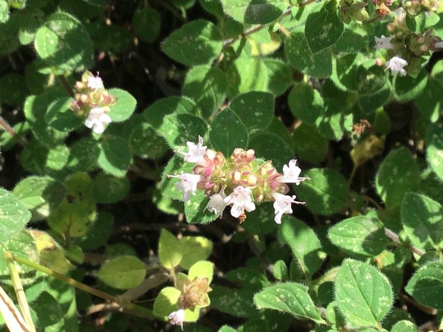 Origanum calcaratum flower