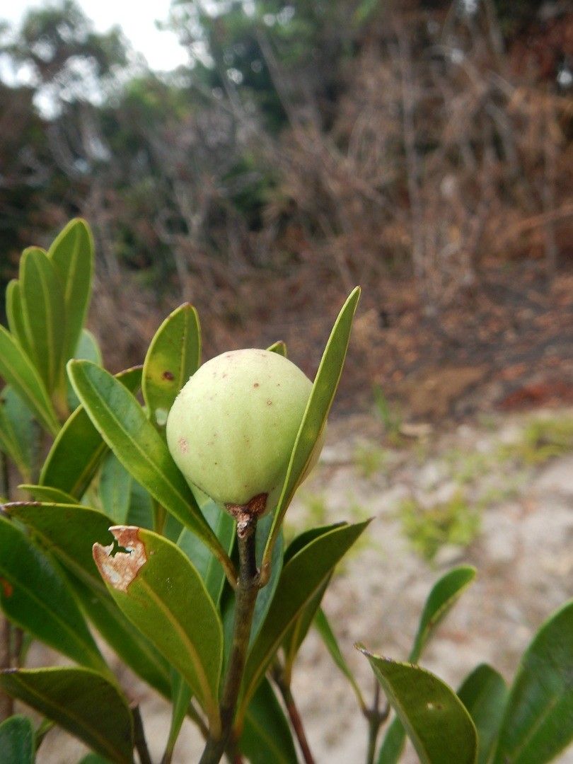 Syzygium francii fruit