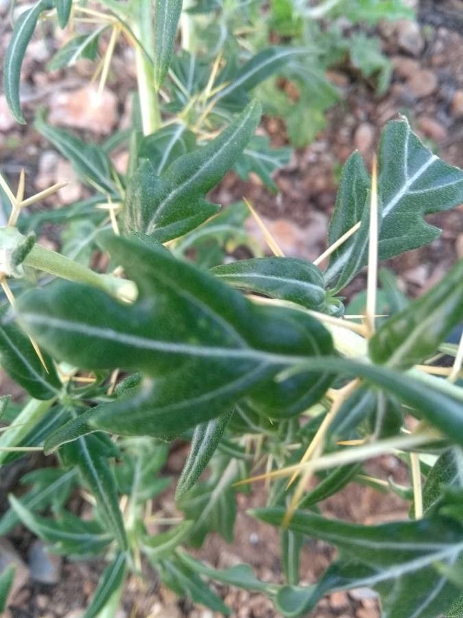 Xanthium catharticum leaf