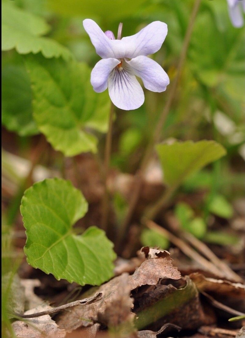 Viola selkirkii flower