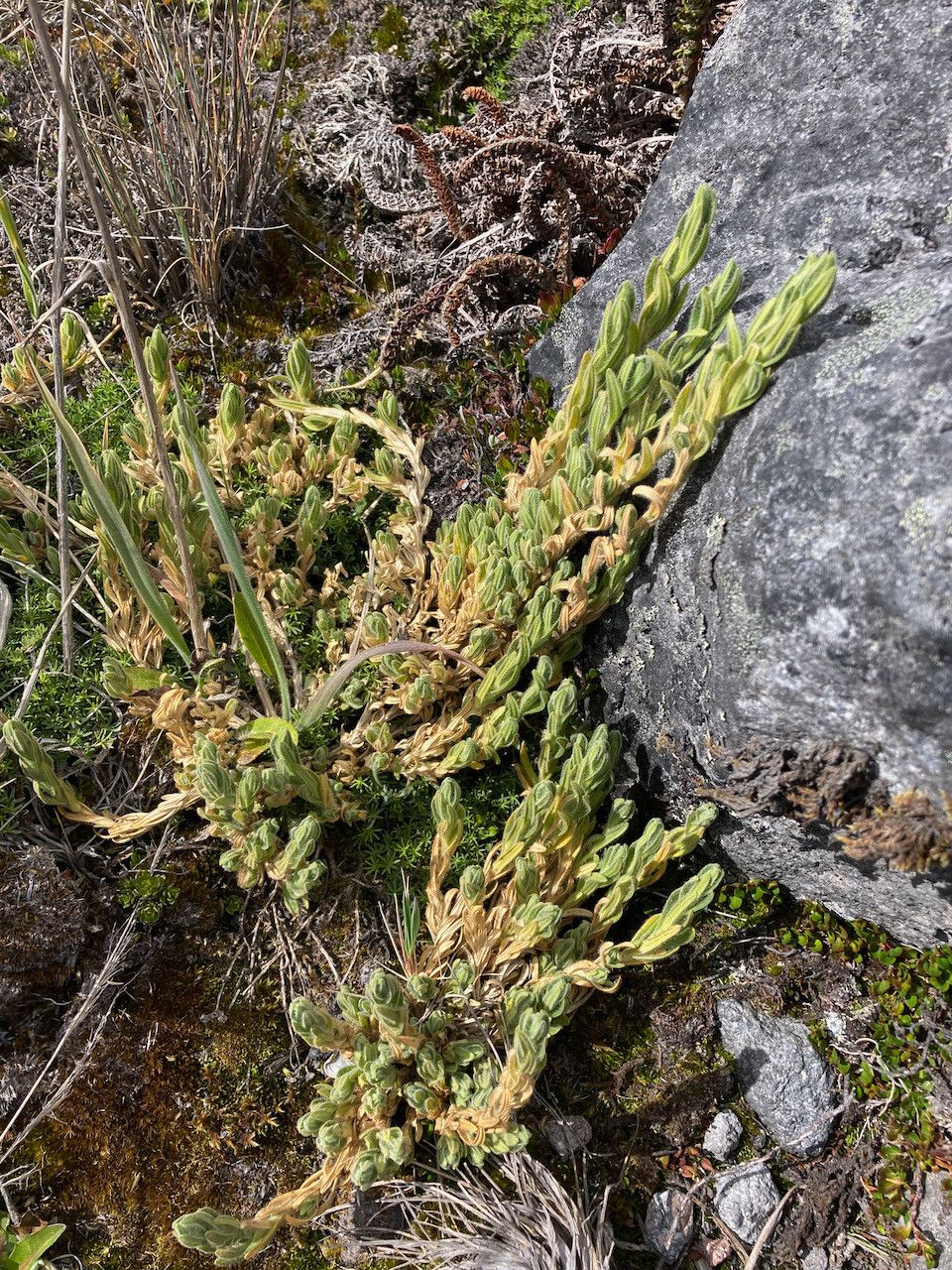 Cerastium kunthii habit