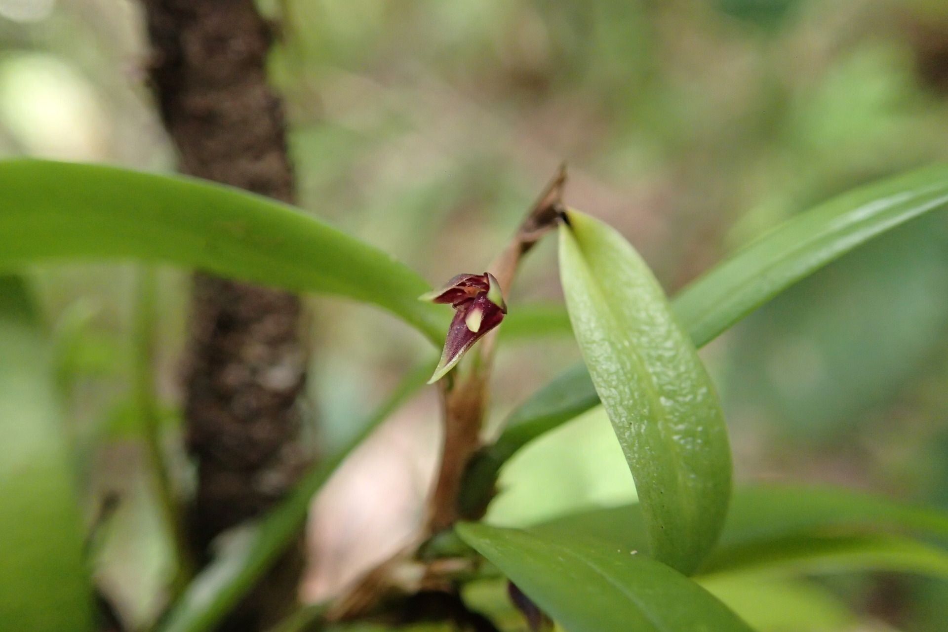 Bulbophyllum betchei — houseplant care guide
