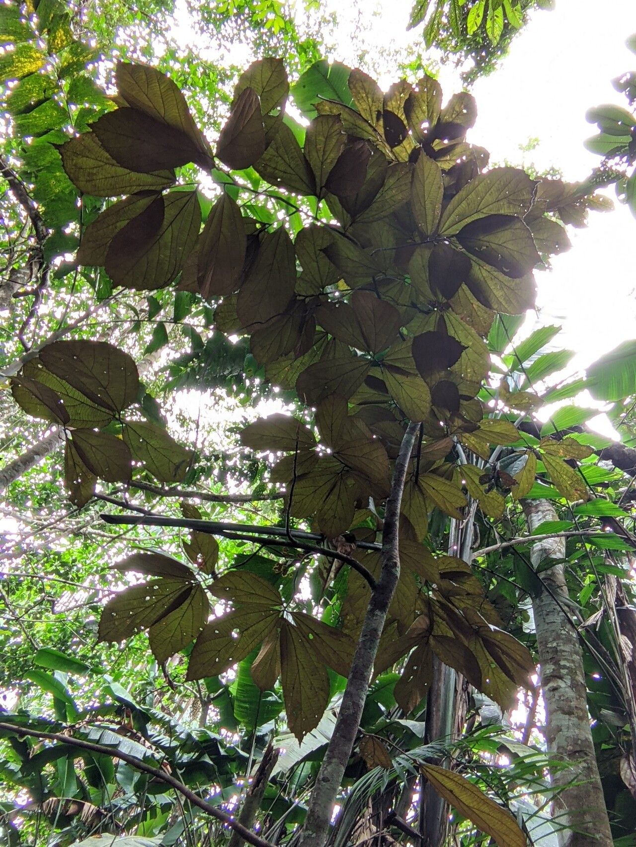 Luehea cymulosa habit