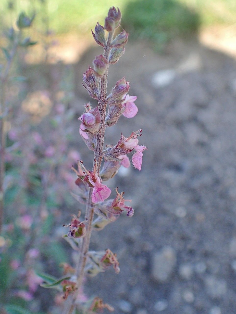 Teucrium asiaticum habit