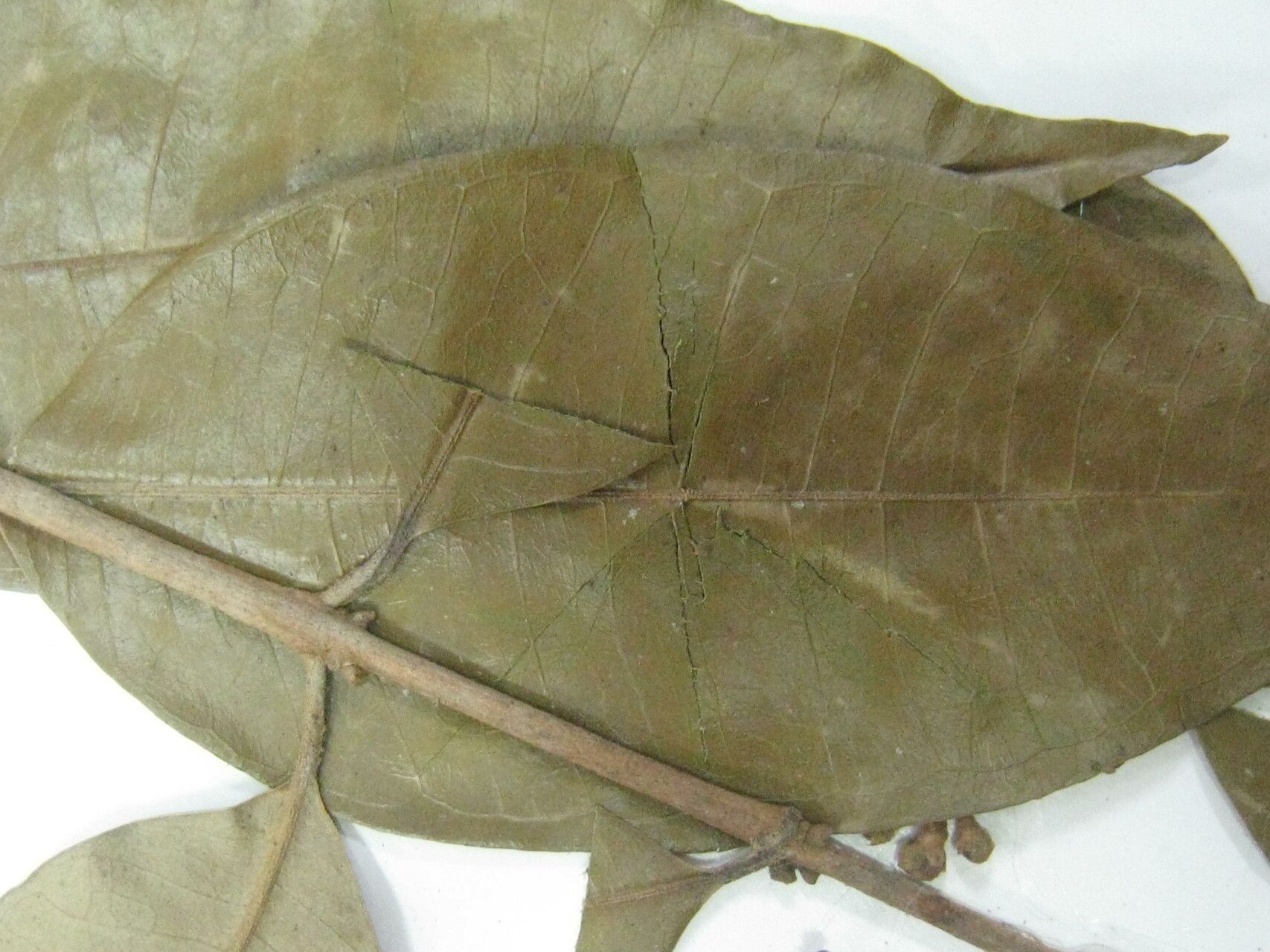 Eugenia ferreiraeana other