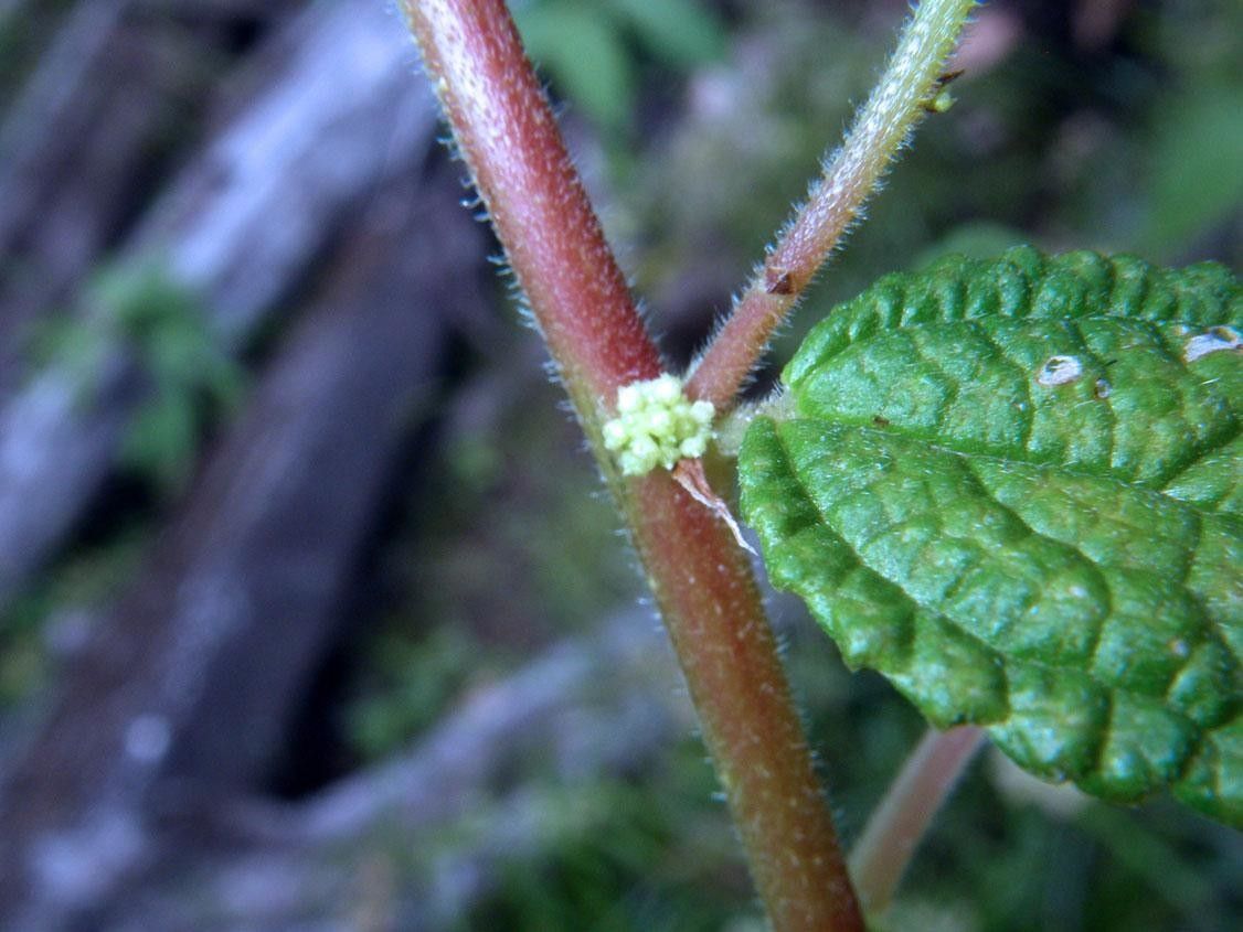 Boehmeria aspera bark