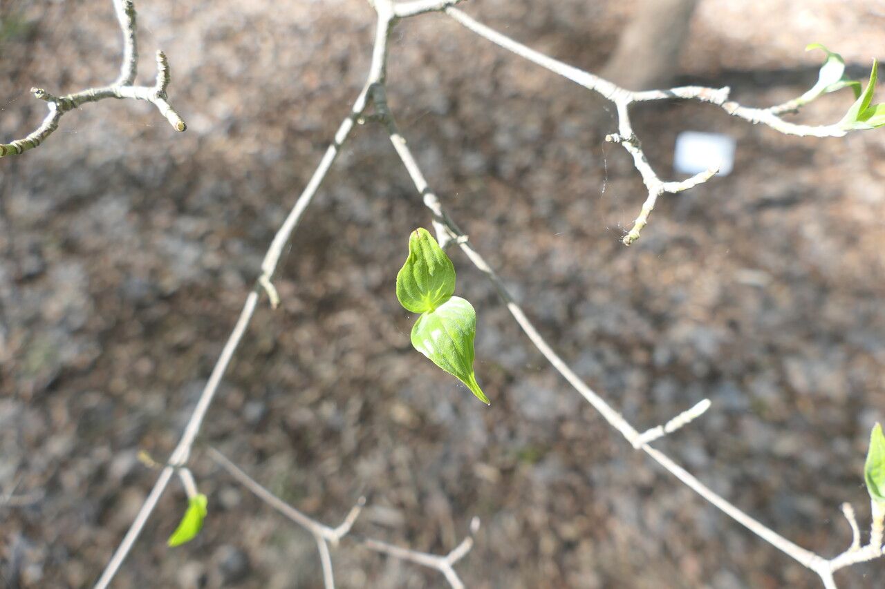 Cornus × rutgersensis — search result for 'Cornus'