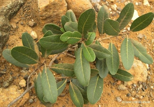 Pichonia lecomtei habit